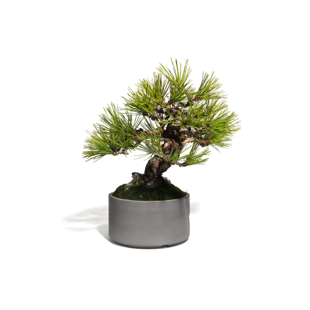 赤松 -Japanese red pine- （推定樹齢40年）-M0010-｜TRADMAN'S BONSAI